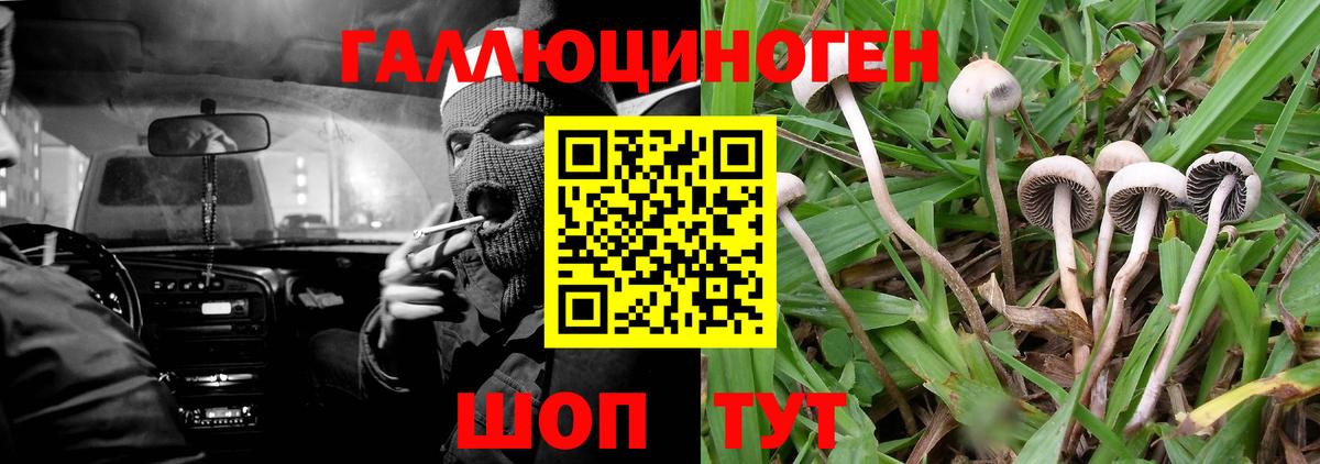 Псилоцибиновые грибы Psilocybine cubensis  Псилоцибиновые грибы Cubensis  Ессентуки 